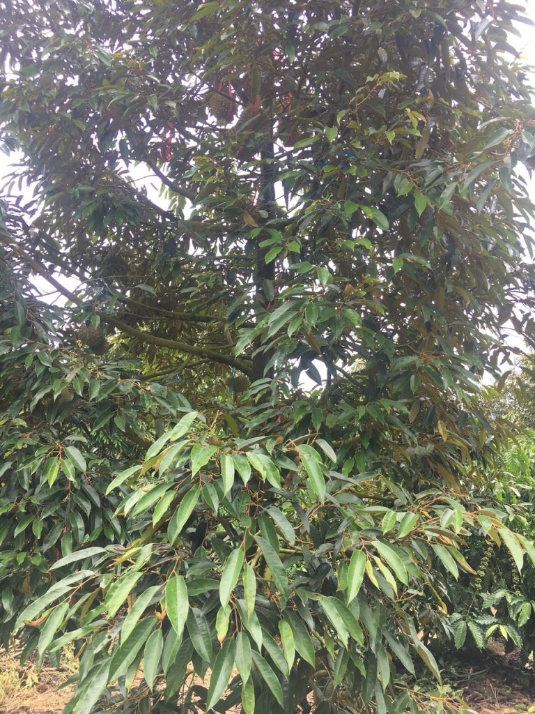 Bán 2,1 Hecta Vườn Sầu riêng tại Hòa Nam Di Linh