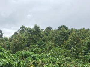 Bán 2,1 Hecta Vườn Sầu riêng tại Hòa Nam Di Linh