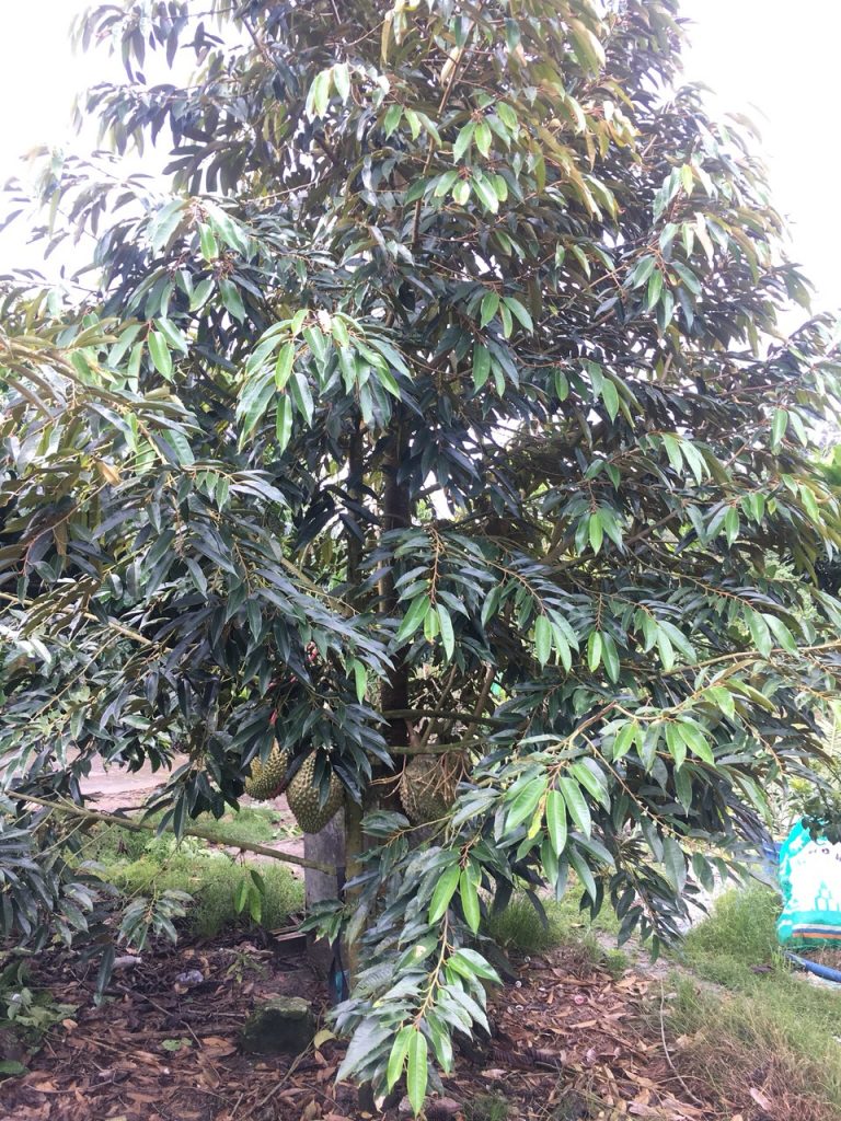Bán 2,1 Hecta Vườn Sầu riêng tại Hòa Nam Di Linh