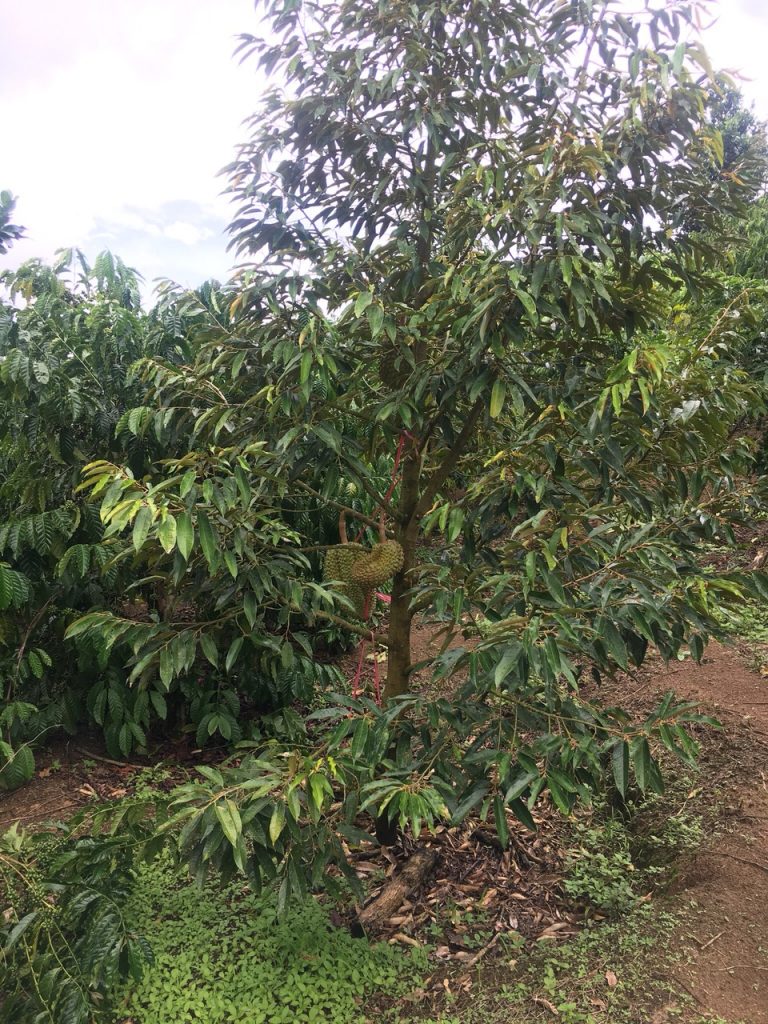 Bán 2,1 Hecta Vườn Sầu riêng tại Hòa Nam Di Linh