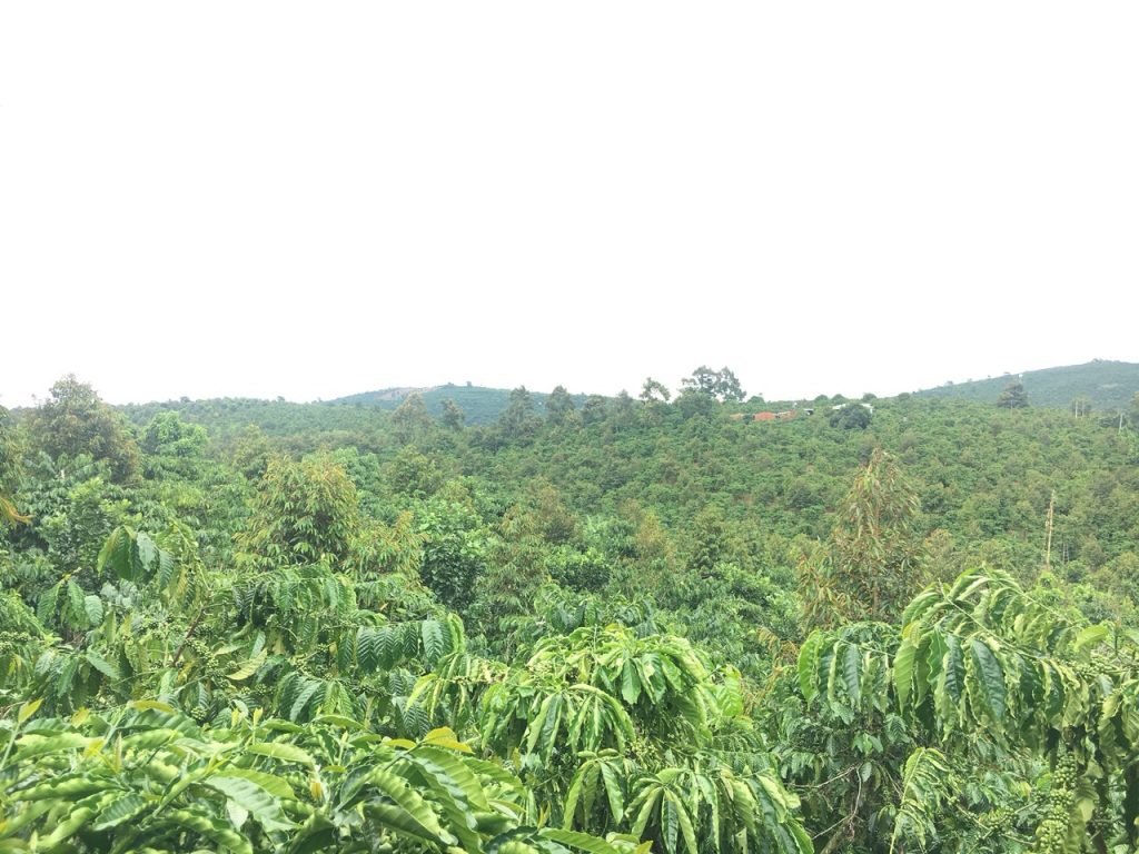 Bán 2,1 Hecta Vườn Sầu riêng tại Hòa Nam Di Linh