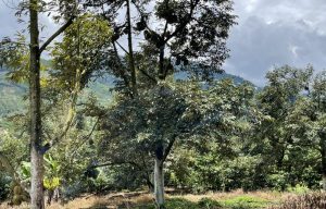 Bán siêu phẩm vườn sầu riêng tại xã Lộc Thành, Huyện Bảo Lâm, Lâm Đồng.