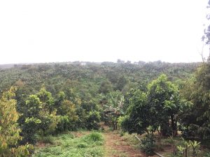 Bán 1,6 ha vườn trái cây Hòa Ninh Di Linh