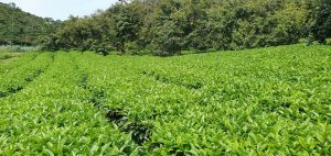 Siêu phẩm đất vườn nghỉ dưỡng tại Thôn 5 Lộc Nam Bảo Lâm