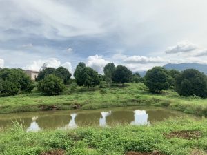 Vườn cây ăn trái tại Trần Quang Khải Lộc Nga TP Bảo Lộc Lâm Đồng