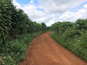 Bán 2,9 ha 2 mặt tiền thôn 7 Lộc Ngãi Bảo Lâm Lâm Đồng