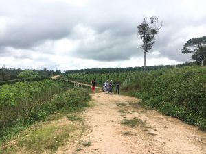 3 sào hẻm Phan Chu Trinh Lộc Tiến Bảo Lộc Lâm Đồng