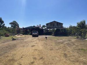 Bán 6 hecta vườn cafe - suối tại thị trấn Lộc Thắng Bảo Lâm