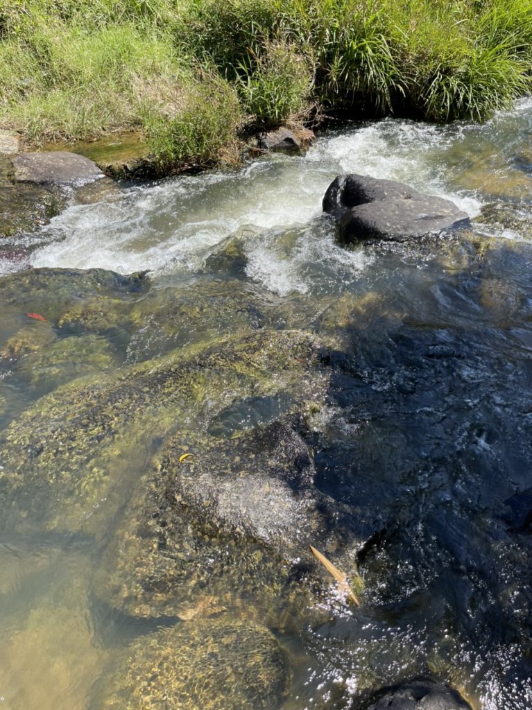 Bán 6 hecta vườn cafe - suối tại thị trấn Lộc Thắng Bảo Lâm