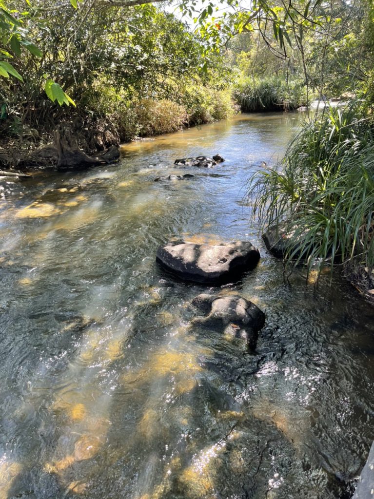 Bán 6 hecta vườn cafe - suối tại thị trấn Lộc Thắng Bảo Lâm