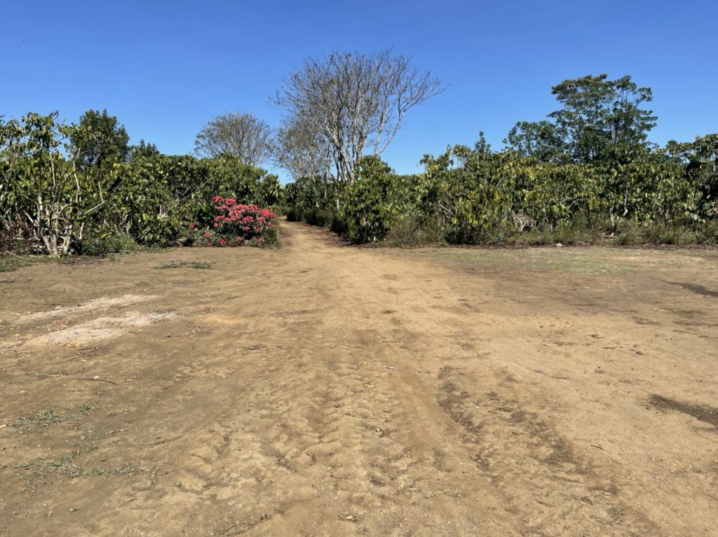 Bán 6 hecta vườn cafe - suối tại thị trấn Lộc Thắng Bảo Lâm