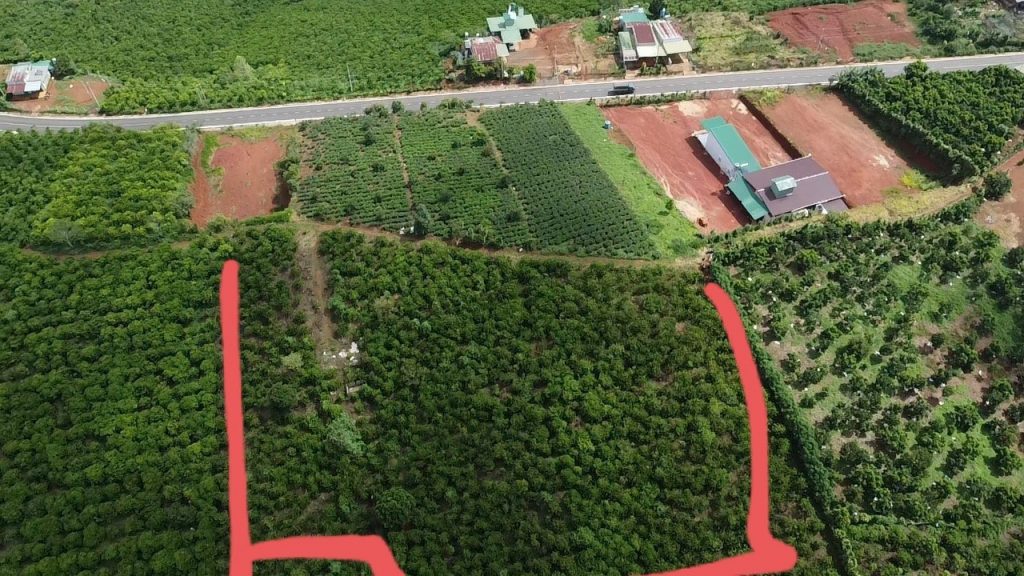 7 sào vườn cafe Thôn 13 Lộc Ngãi Bảo Lâm
