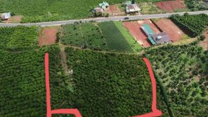 7 sào vườn cafe Thôn 13 Lộc Ngãi Bảo Lâm