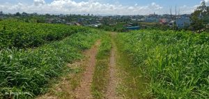 Bán 5 lô hẻm 75 Trần Tế Xương Dambri Bảo Lộc Lâm Đồng