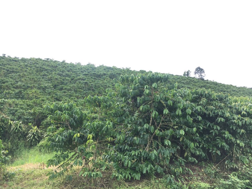 Bán 8,7 sào có 30m mặt tiền đường chính thôn 7 Lộc Ngãi Bảo Lâm Lâm Đồng