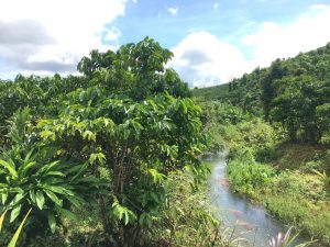 Bán 8,7 sào có 30m mặt tiền đường chính thôn 7 Lộc Ngãi Bảo Lâm Lâm Đồng