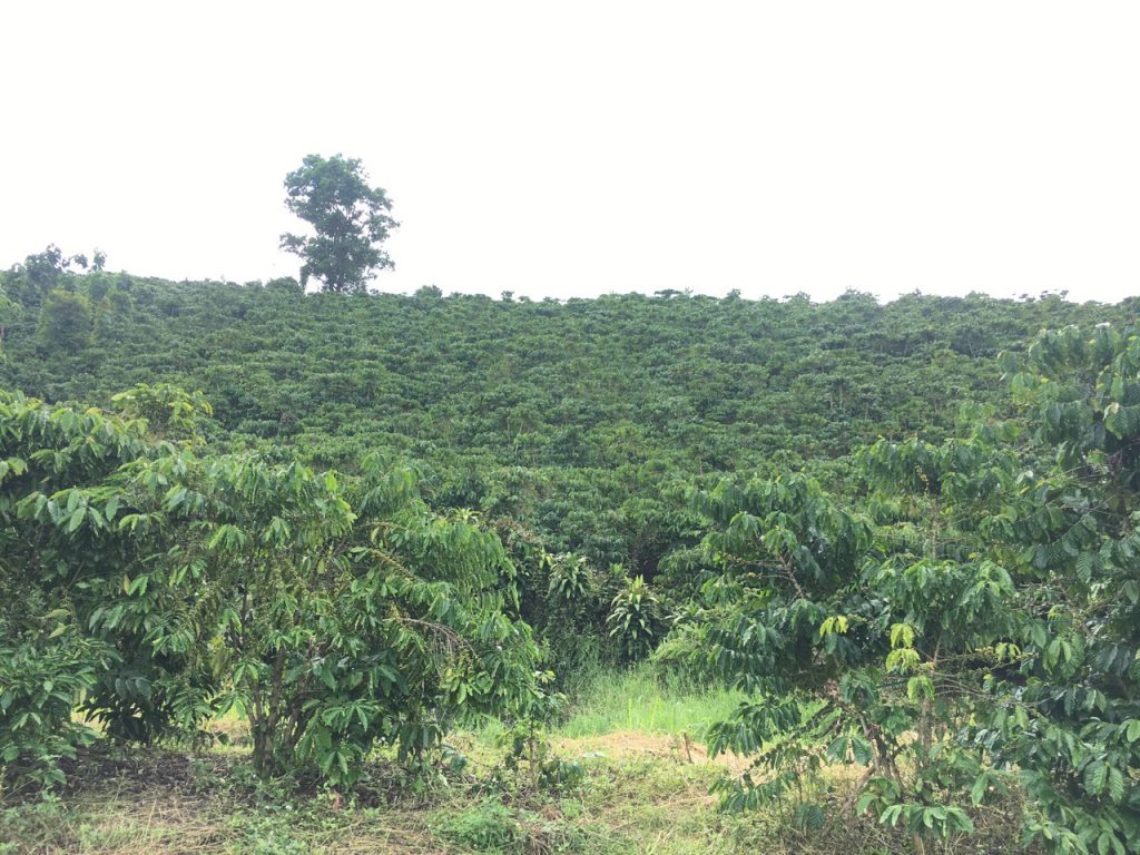 Bán 8,7 sào có 30m mặt tiền đường chính thôn 7 Lộc Ngãi Bảo Lâm Lâm Đồng