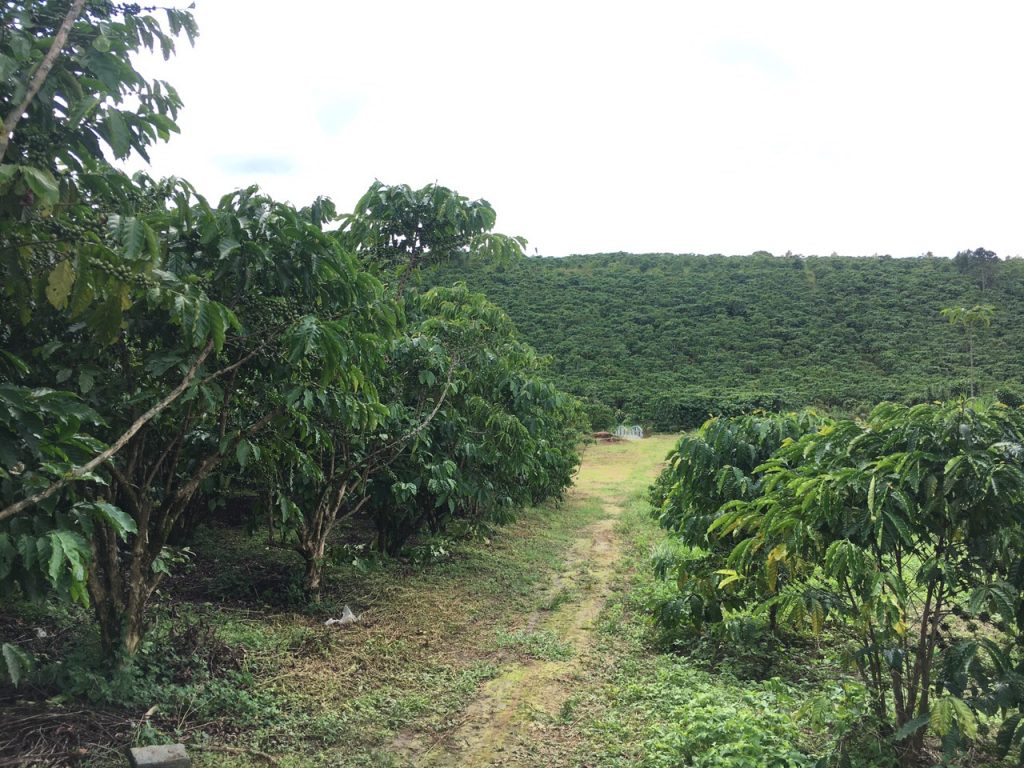 Bán 8,7 sào có 30m mặt tiền đường chính thôn 7 Lộc Ngãi Bảo Lâm Lâm Đồng