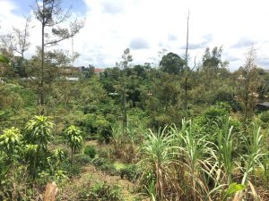 Đất mặt tiền Đường Ngô Tất Tố Lộc Châu Bảo Lộc Lâm Đồng