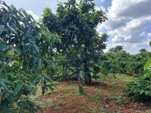 Bán 2,2 sào hẻm nhựa Nguyễn Huy Tưởng Lộc Nga Bảo Lộc