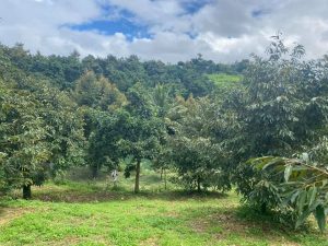 4 sào vườn sầu riêng cho thu đậm, tổng hơn 120 cây, tọa lạc tại xã Lộc Nam Bảo Lâm Lâm Đồng