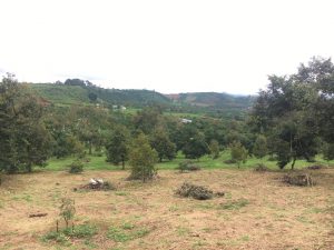 Bán 8 sào có 56m mặt tiền hẻm bê tông Nguyễn An Ninh Dambri Bảo Lộc Lâm Đồng