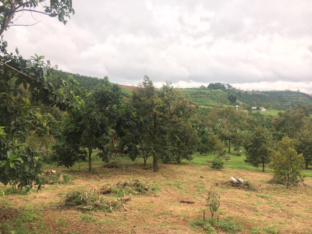 Bán 8 sào có 56m mặt tiền hẻm bê tông Nguyễn An Ninh Dambri Bảo Lộc Lâm Đồng