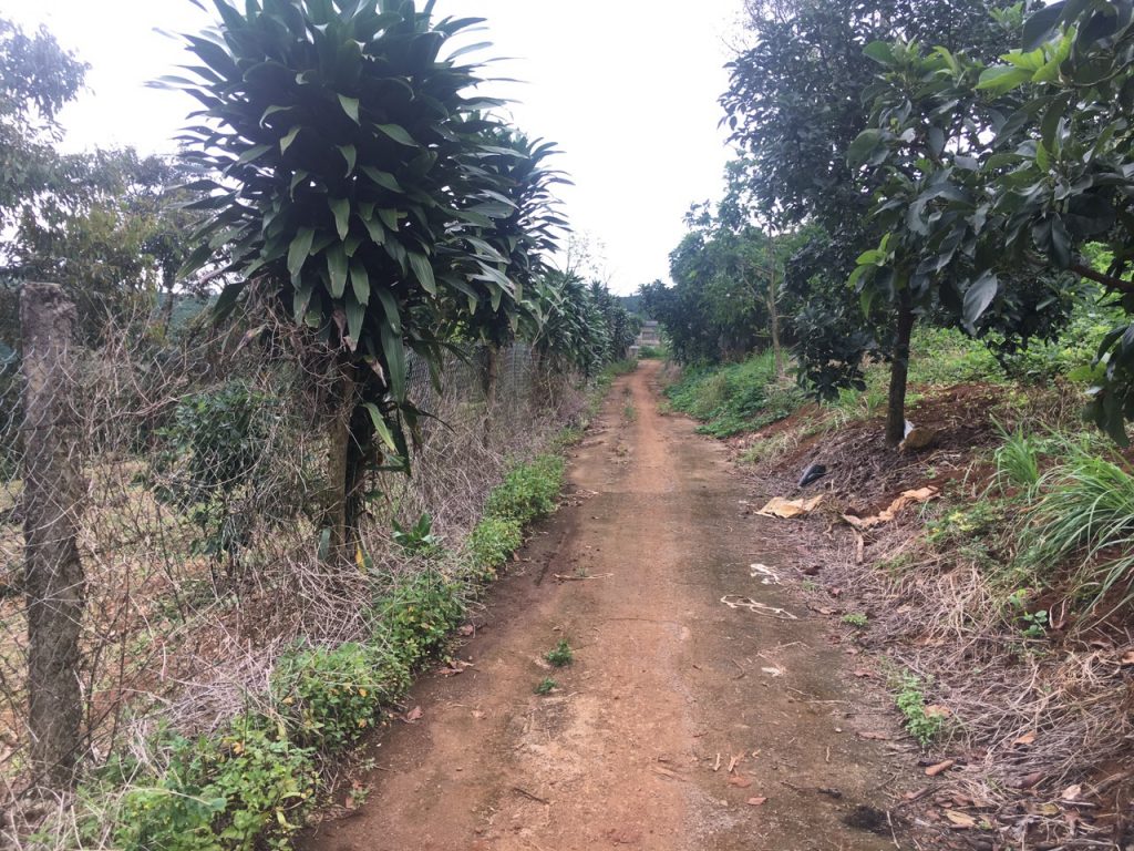 Bán 8 sào có 56m mặt tiền hẻm bê tông Nguyễn An Ninh Dambri Bảo Lộc Lâm Đồng