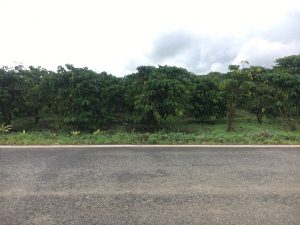 Bán 3 sào mặt tiền Lê Thị Riêng Lộc Châu Bảo Lộc Lâm Đồng