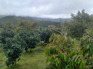 Bán 1,2 hecta vườn cây ăn trái tại Thôn 10 Lộc Nam Bảo Lâm Lâm Đồng