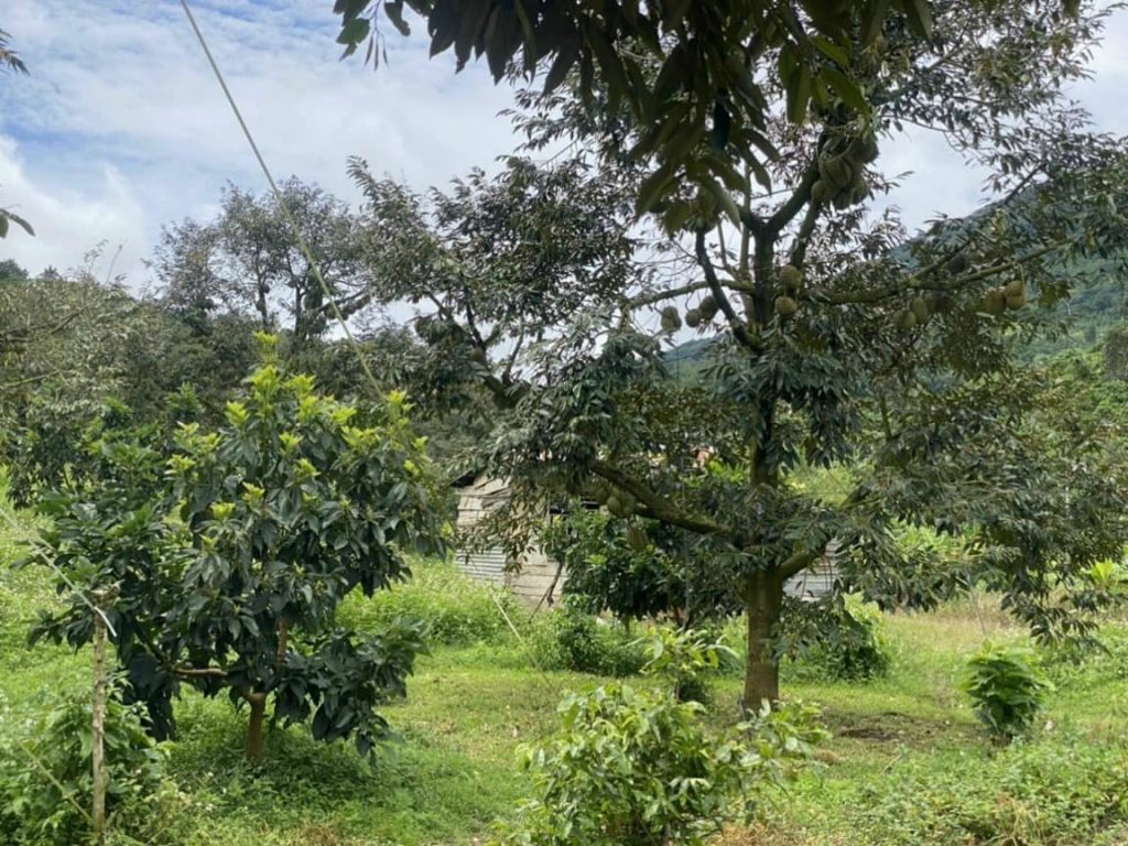 Bán 1 héc vườn siêu đẹp thôn 10 xã Lộc Nam Bảo Lâm Lâm Đồng