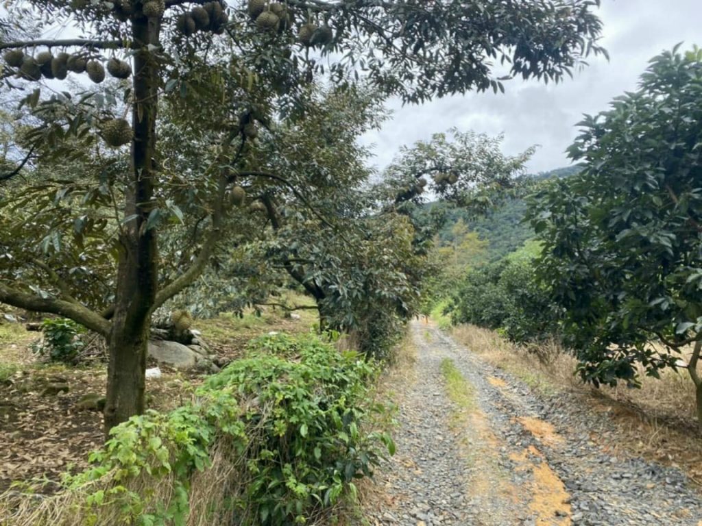 Bán 1 héc vườn siêu đẹp thôn 10 xã Lộc Nam Bảo Lâm Lâm Đồng