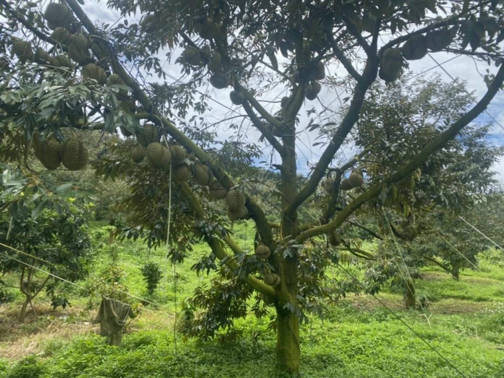 Bán 1 héc vườn siêu đẹp thôn 10 xã Lộc Nam Bảo Lâm Lâm Đồng