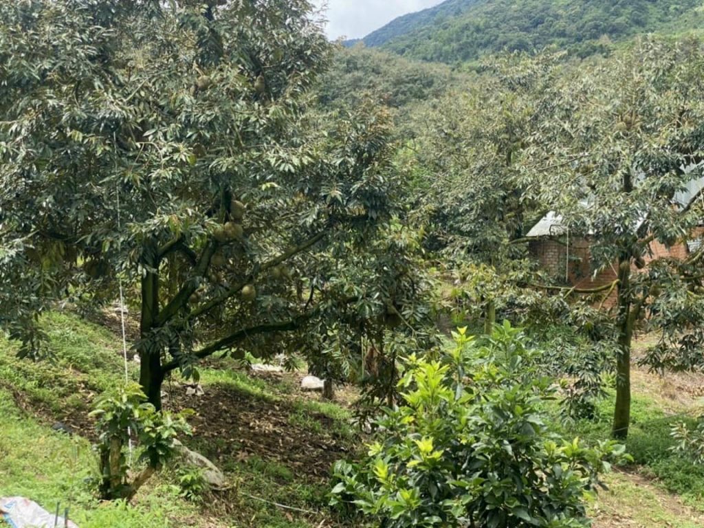 Bán 1 héc vườn siêu đẹp thôn 10 xã Lộc Nam Bảo Lâm Lâm Đồng