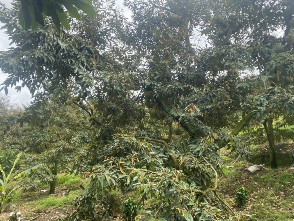 Bán 1 héc vườn siêu đẹp thôn 10 xã Lộc Nam Bảo Lâm Lâm Đồng