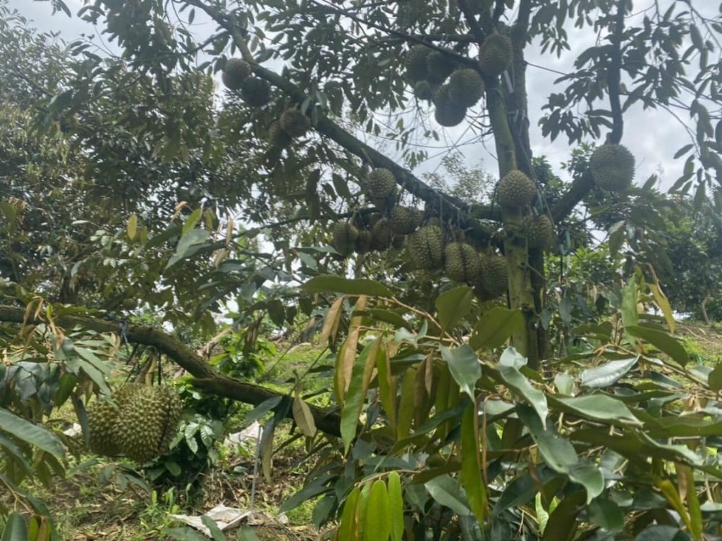 Bán 1 héc vườn siêu đẹp thôn 10 xã Lộc Nam Bảo Lâm Lâm Đồng