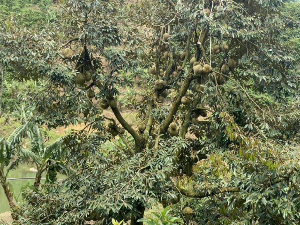 Bán 1 héc vườn siêu đẹp thôn 10 xã Lộc Nam Bảo Lâm Lâm Đồng