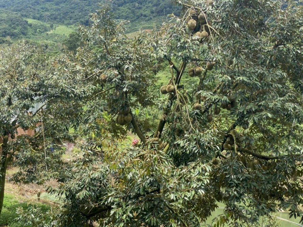 Bán 1 héc vườn siêu đẹp thôn 10 xã Lộc Nam Bảo Lâm Lâm Đồng