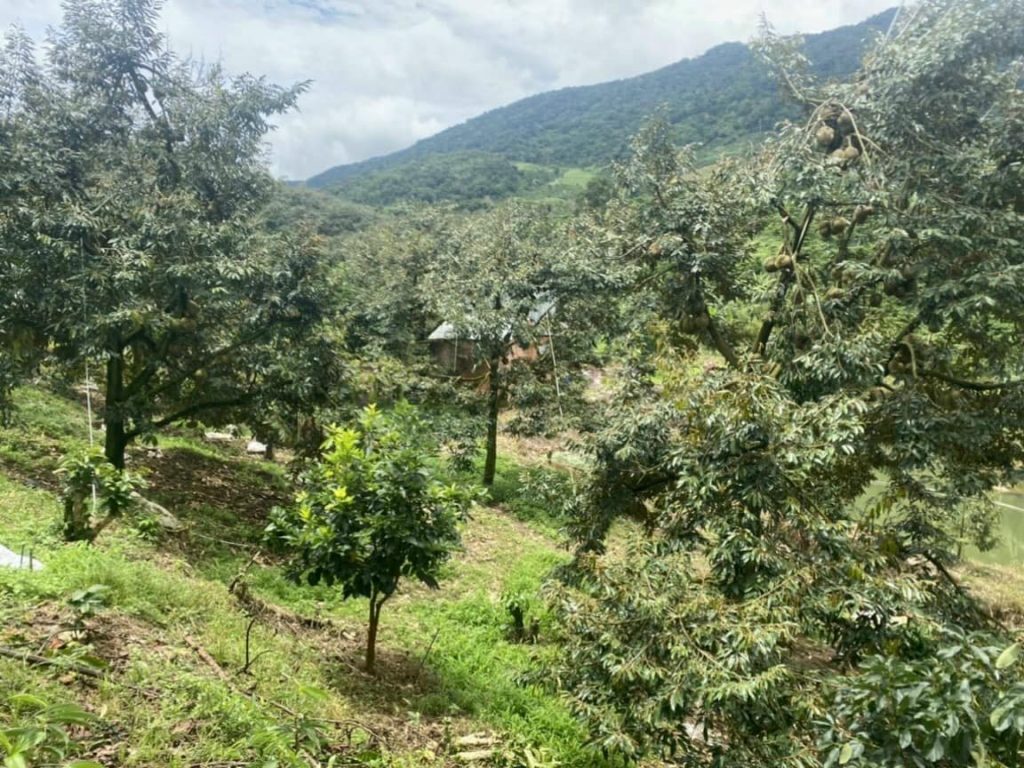 Bán 1 héc vườn siêu đẹp thôn 10 xã Lộc Nam Bảo Lâm Lâm Đồng