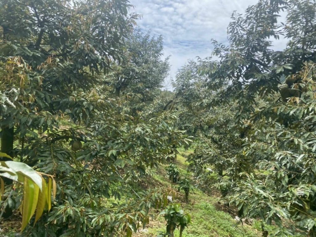 Bán 1 héc vườn siêu đẹp thôn 10 xã Lộc Nam Bảo Lâm Lâm Đồng