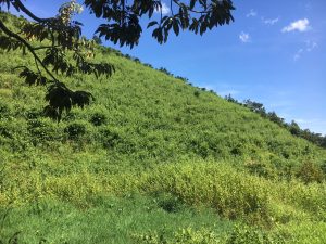 Bán 4,5 ha Thôn 5 Lộc Thành Bảo Lâm Lâm Đồng