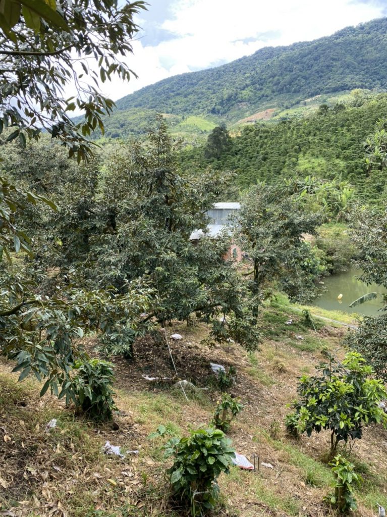 Bán 5 ha vườn cây ăn trái tại Thôn 5 Lộc Nam Bảo Lâm