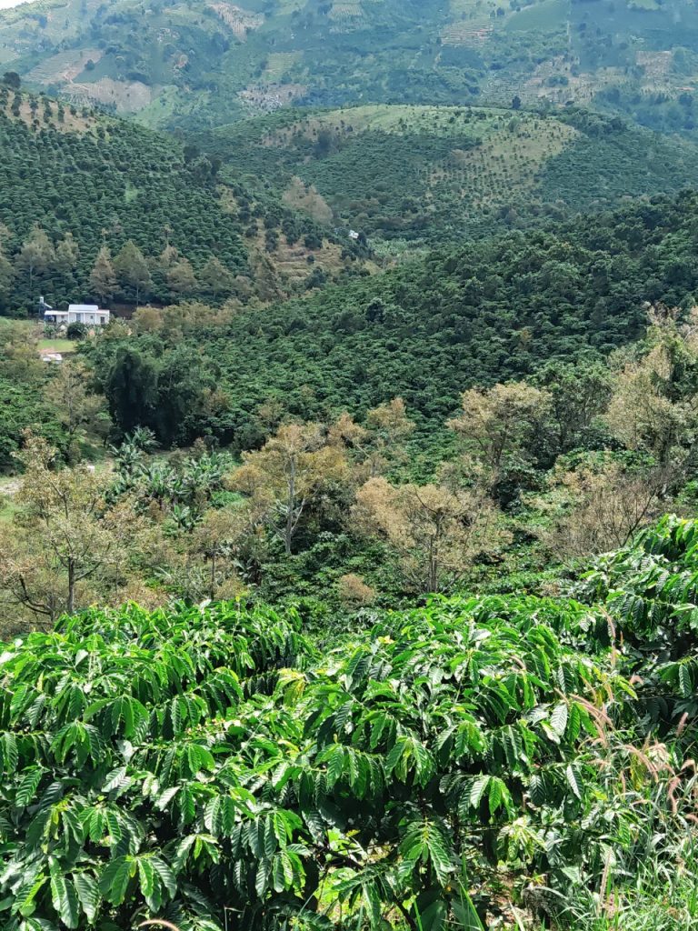 Bán 5 ha vườn cây ăn trái tại Thôn 5 Lộc Nam Bảo Lâm