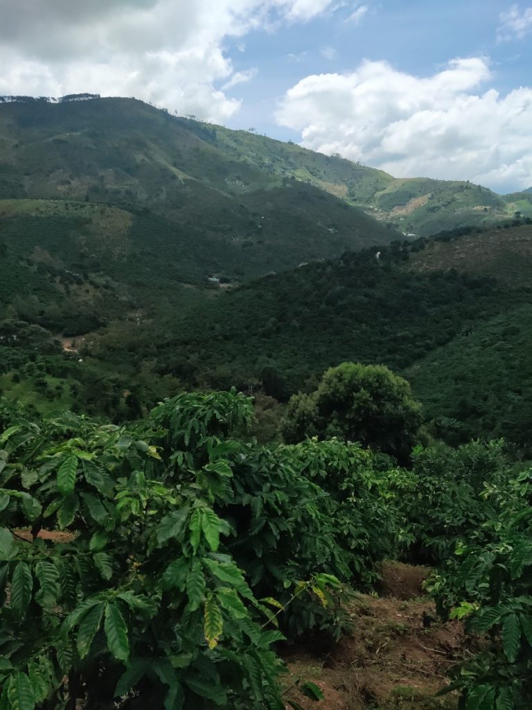 Bán 5 ha vườn cây ăn trái tại Thôn 5 Lộc Nam Bảo Lâm