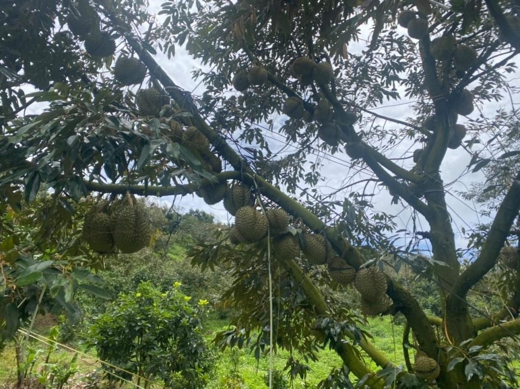 Bán 5 ha vườn cây ăn trái tại Thôn 5 Lộc Nam Bảo Lâm