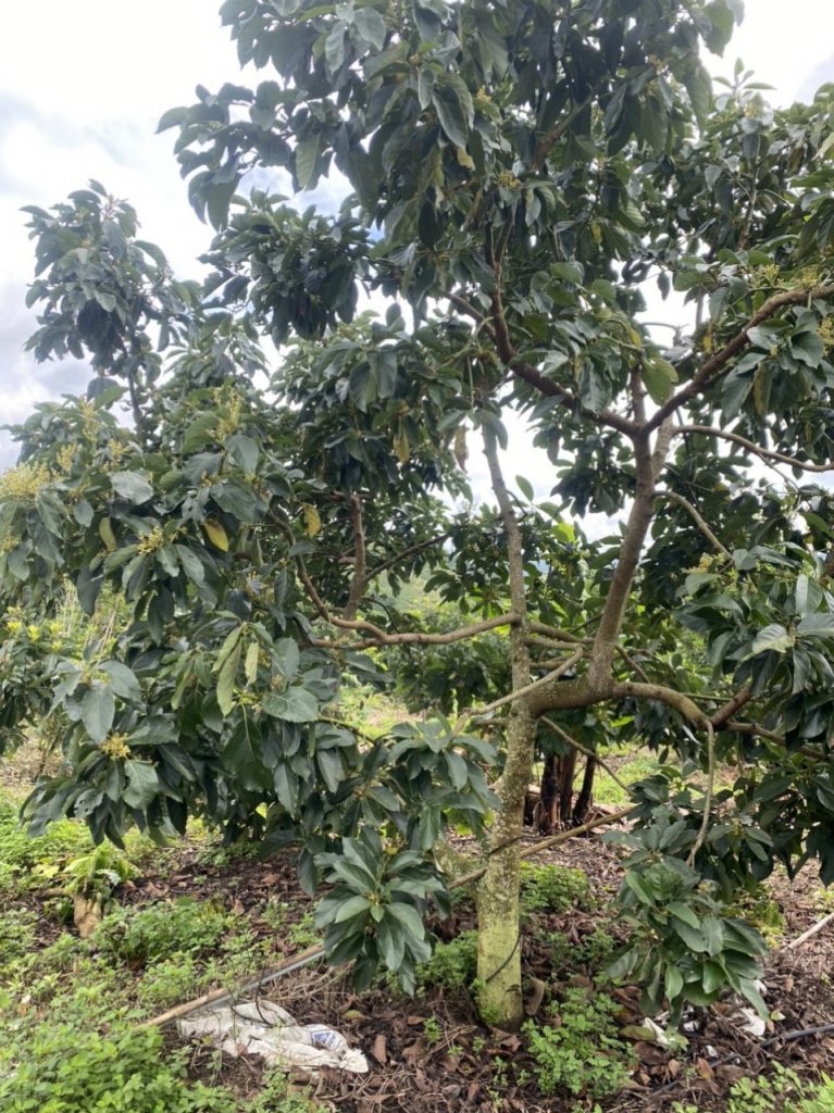 Bán 5 ha vườn cây ăn trái tại Thôn 5 Lộc Nam Bảo Lâm