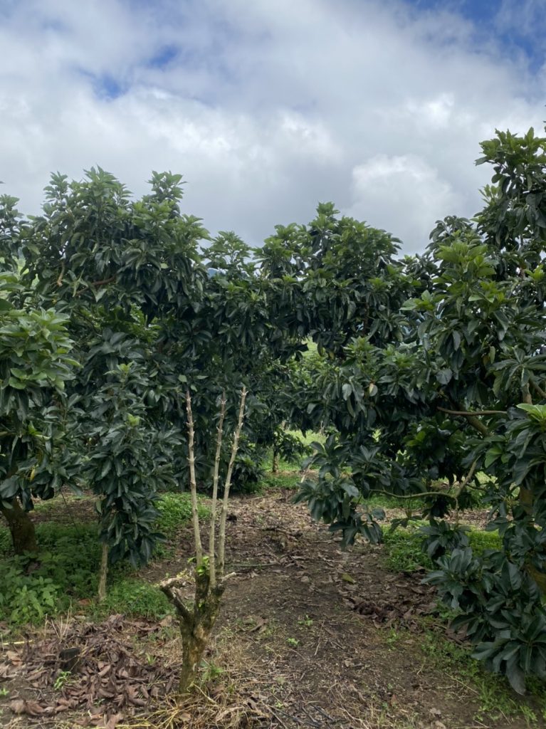 Bán 5 ha vườn cây ăn trái tại Thôn 5 Lộc Nam Bảo Lâm