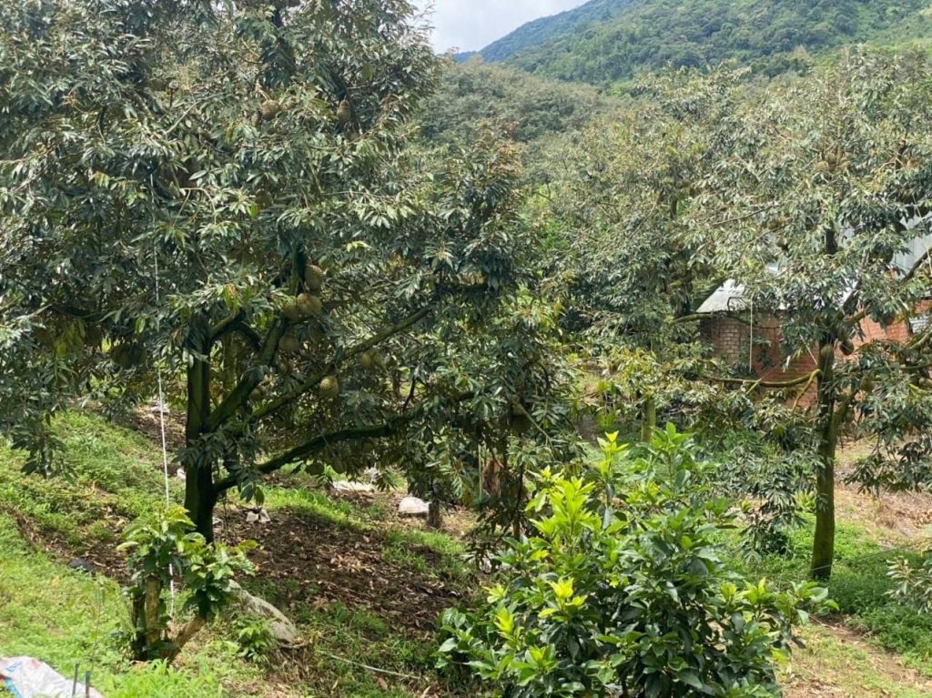 Bán 5 ha vườn cây ăn trái tại Thôn 5 Lộc Nam Bảo Lâm