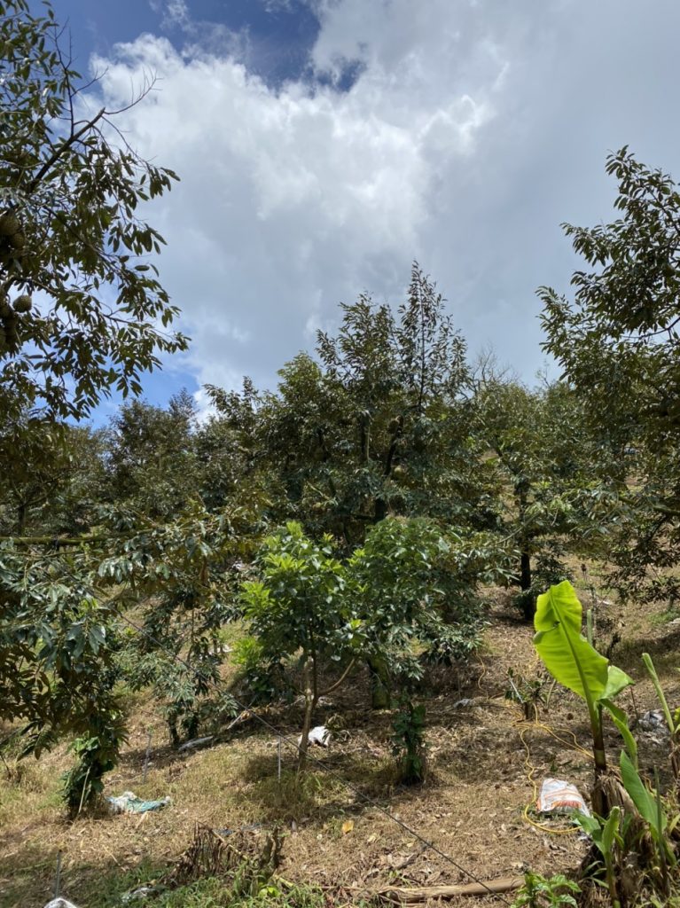 Bán 5 ha vườn cây ăn trái tại Thôn 5 Lộc Nam Bảo Lâm