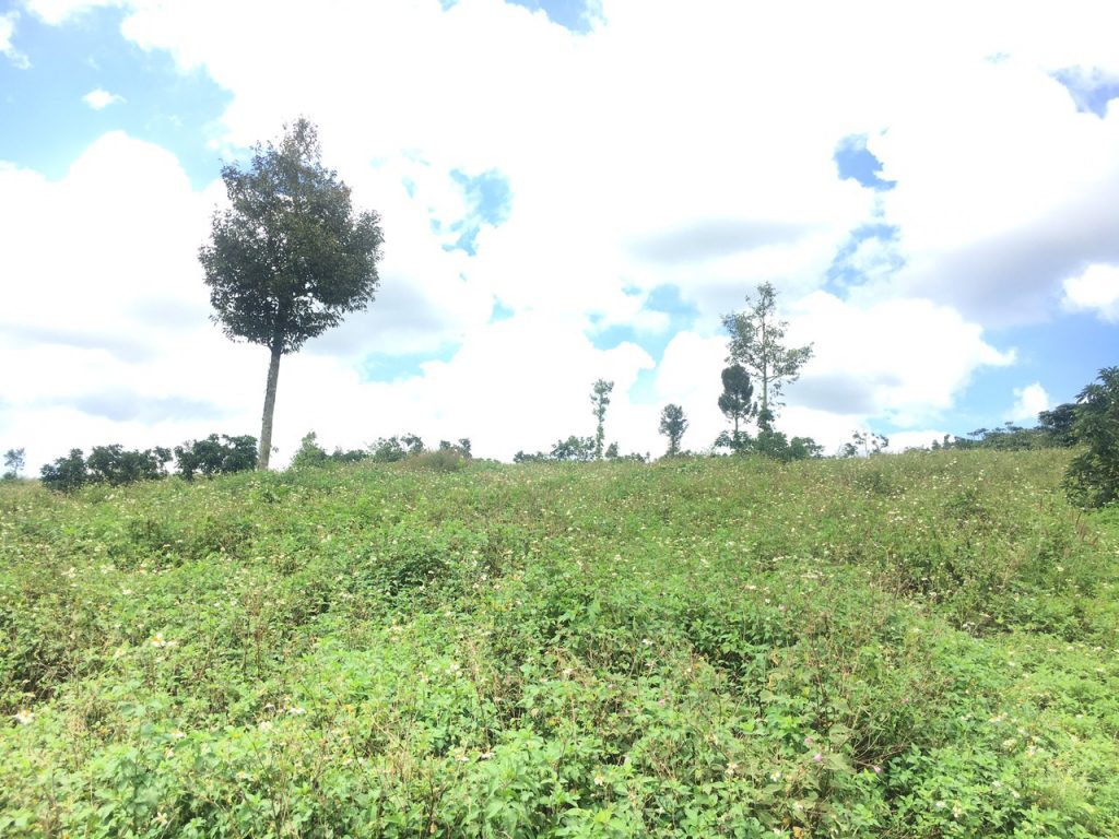 Bán 5,7 hecta giáp hồ Cánh Bướm Lộc Thắng Bảo Lâm Lâm Đồng